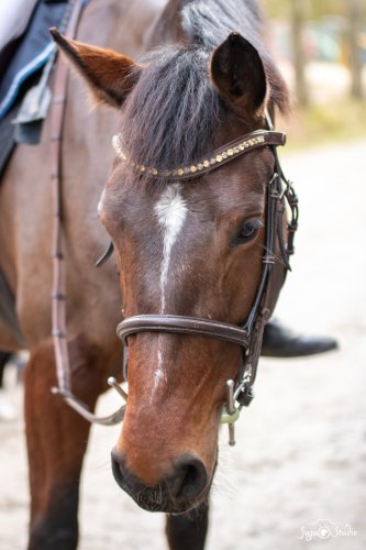 20260111_Wittmer_Divers-19