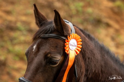 20260221_LeMans_samedi_LaureV-36